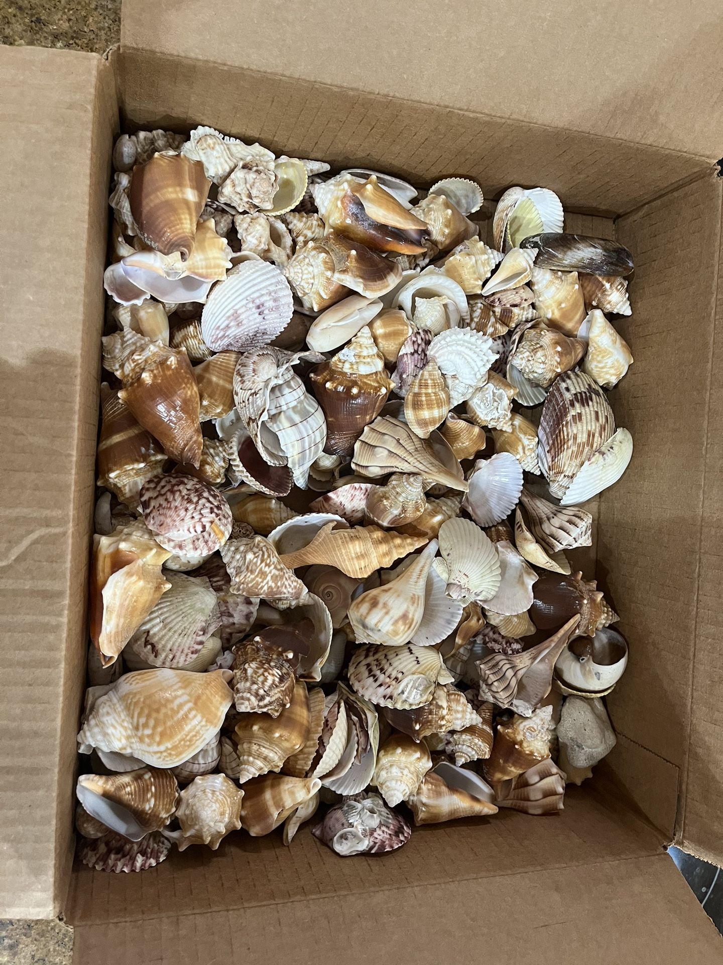 Seashells, Real Shells From Sanibel Beach