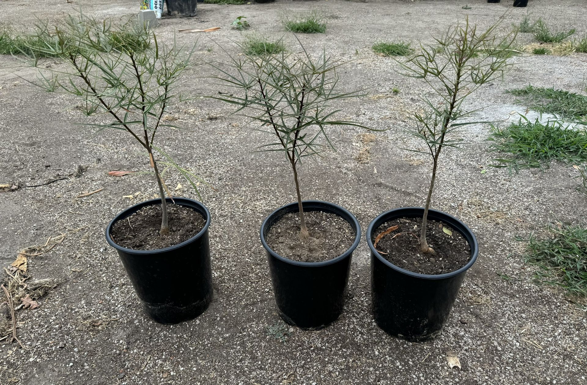 Queensland Bottle Tree
