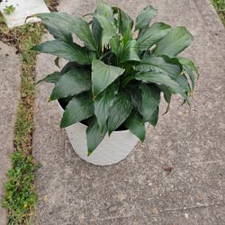 Peace Lily Plant 