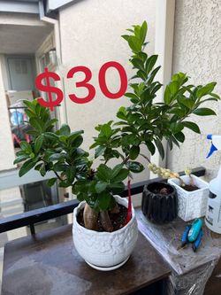 Ficus Ginseng Bonsai in White Ceramic Pot
