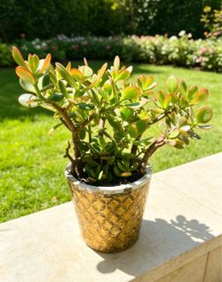 Jade Plant in Gold Mosaic Pot