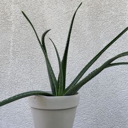 Aloe Vera Plant