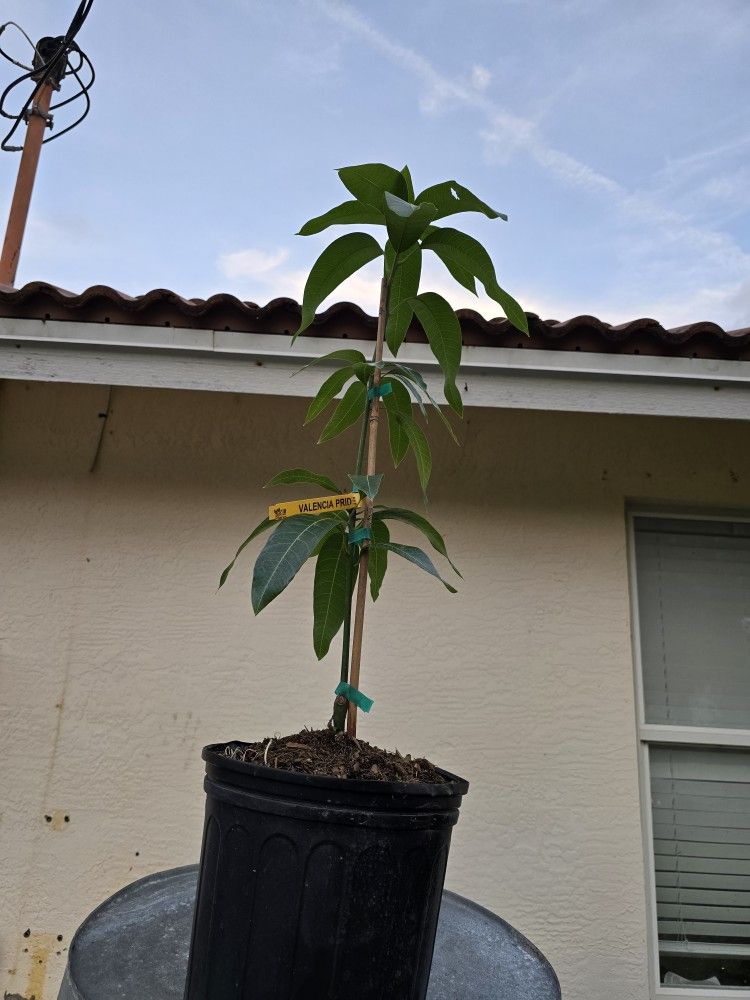 Valencia Pride Grafted Mango 3 Gallon