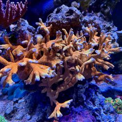 Fake Forest fire Digi