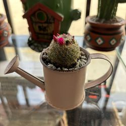 Cactus With Pot - Super Cute With Flowers 🌺 