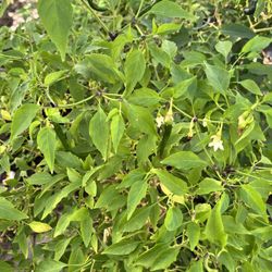 LARGE $25 Pepper Plants HABANERO! PASILLA! JALAPEÑO! CAYENNE!