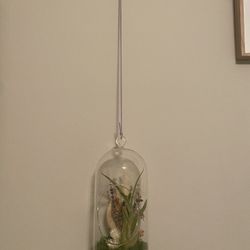 Air Plant