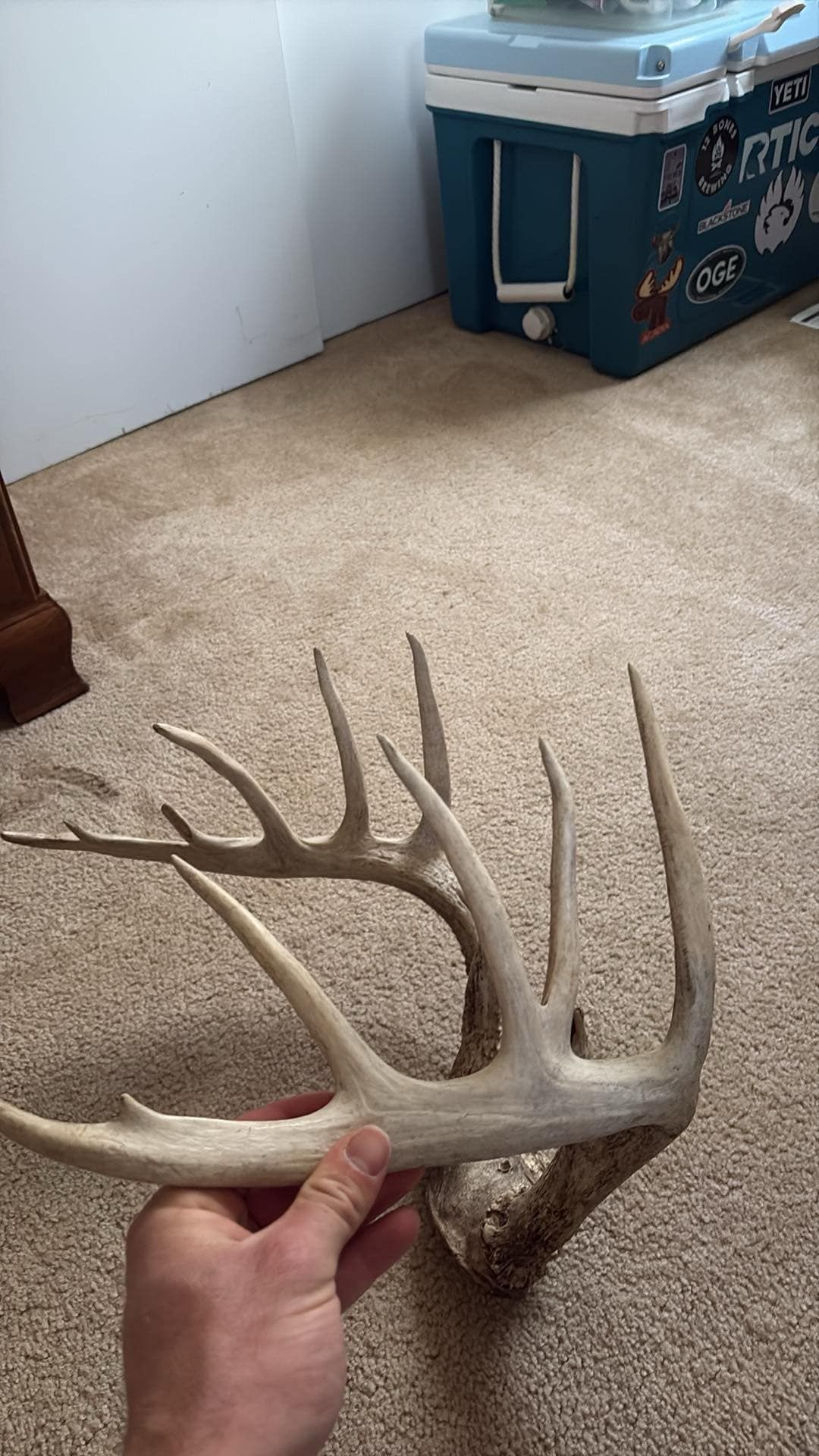 Deer Antlers