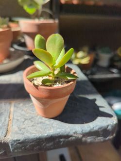 Establish succulent and mini terracotta pot