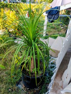 Horse tail plant