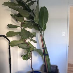 Fiddle Leaf Fig + planter, $90