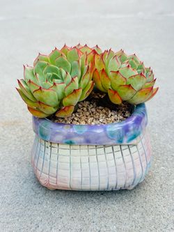 Succulents plants 🪴 （Echeveria 'Love Fire' ）