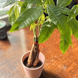 LIVE 5Money Tree Plant For Indoor Outdoor Houseplant (planter Not Included)