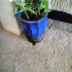 Maceta Con Planta 