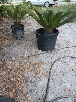 Sago Palm