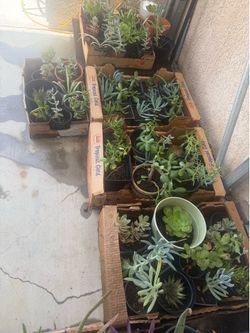 Plants $5 each