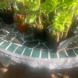Outdoor Plants 