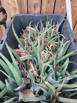 Aloe Vera Plant rooted