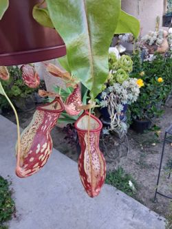 RARE. Nepenthes "GAYA " Carnivorous Plant $59