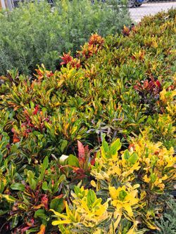 Crotons on sale now $8