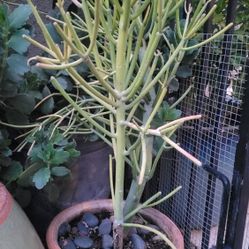 6ft Firestick Cactus Plant Tree In A Nice Ceramic Pot