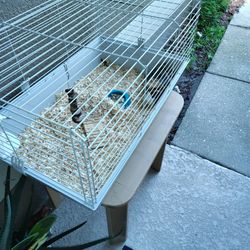 Guinea Pig 