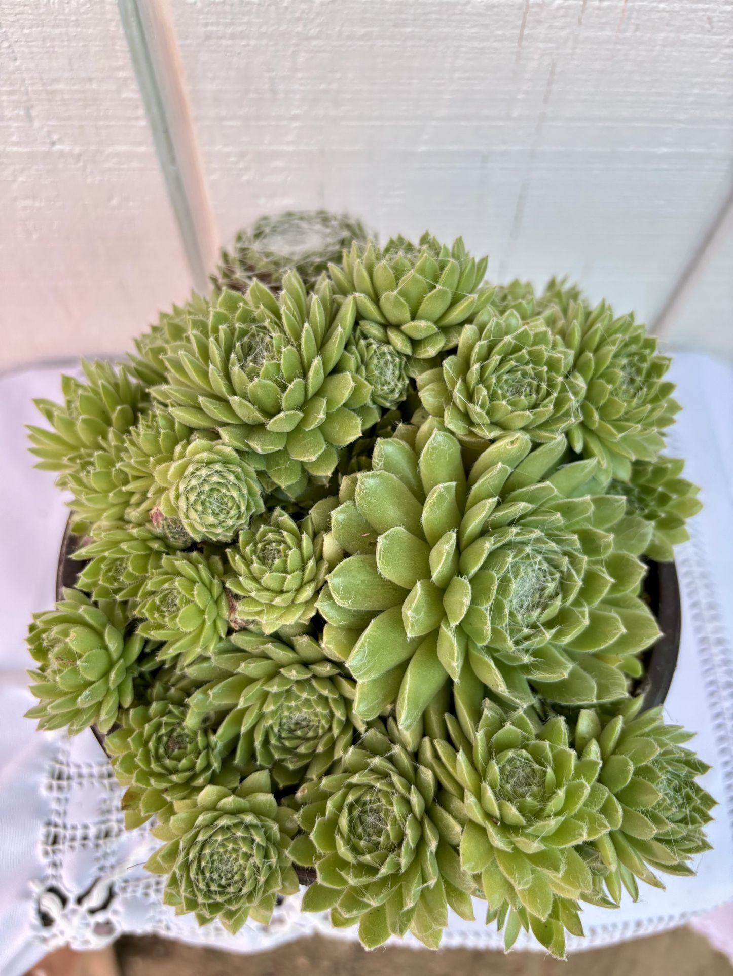 Succulent Cornelia