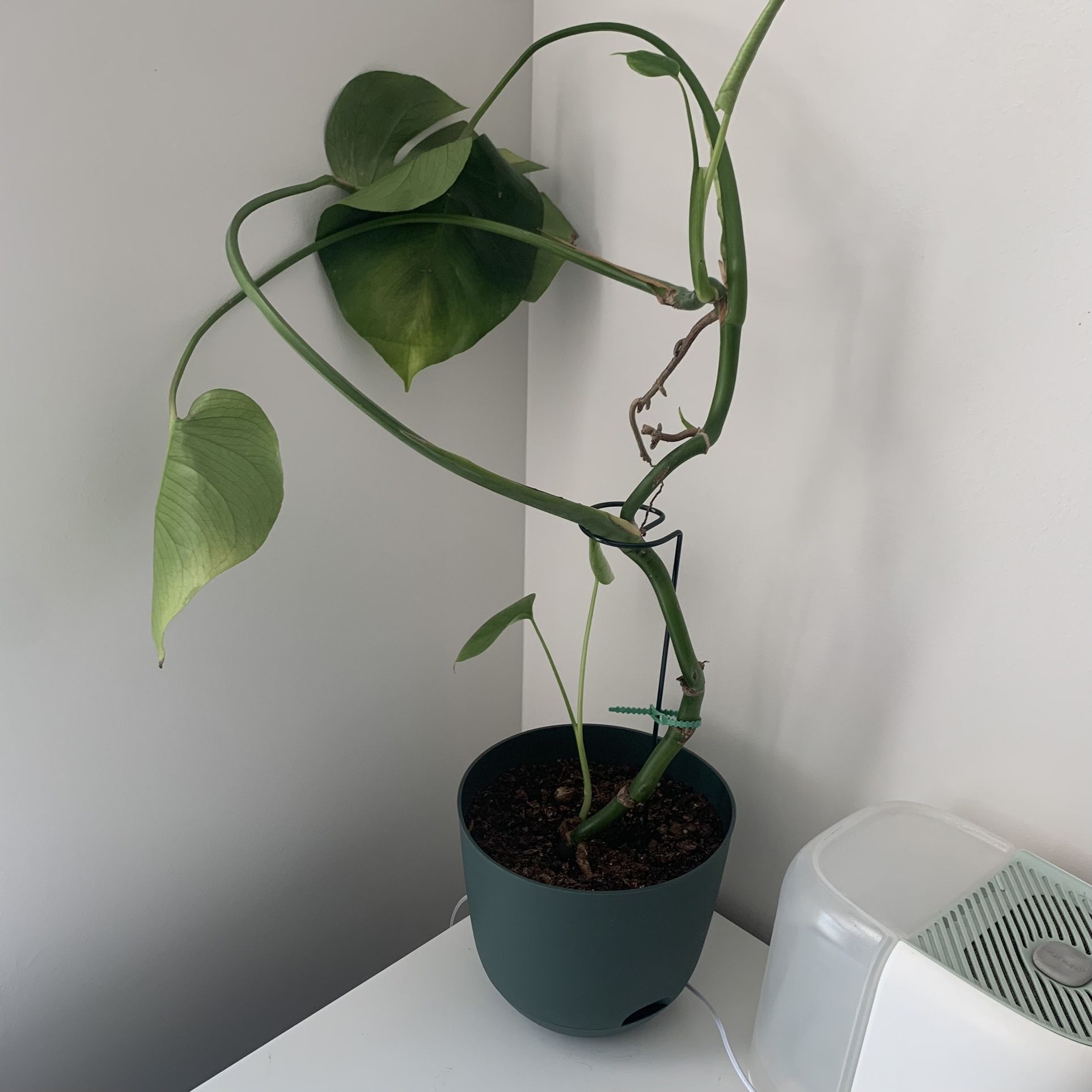 Medium healthy monstera plant