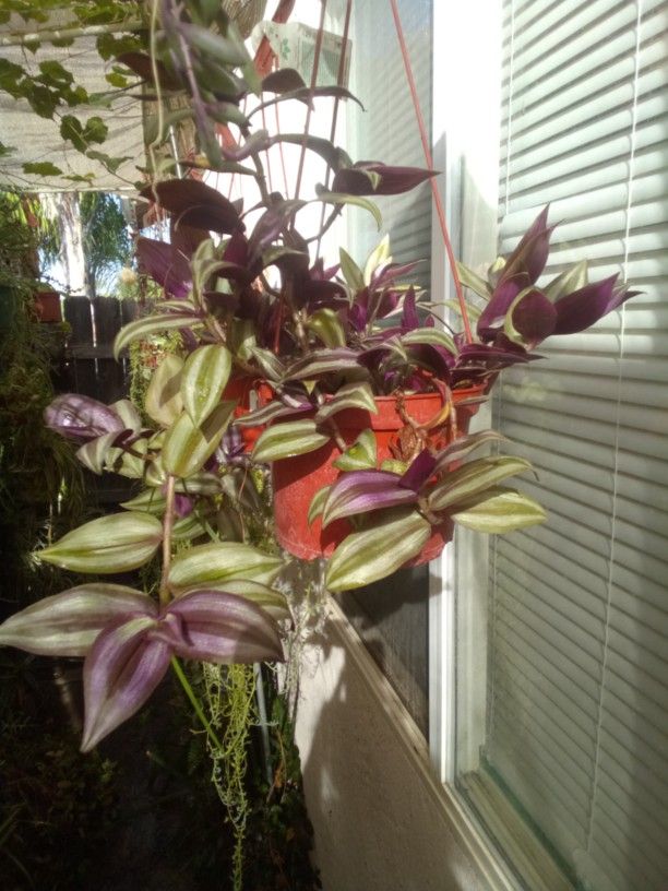 Transdescantia 