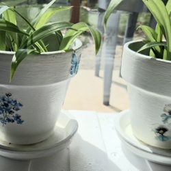 2 Well Rooted Plants In 4" White Pots