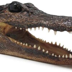 REAL GENUINE ALLIGATOR HEAD FROM THE SWAMP