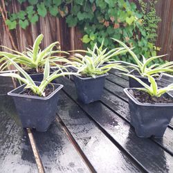 Spider Plant / Mala Madre / Cinta