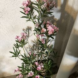 🩷FULLY ACCLIMATED, Well ESTABLISHED Gorgeous🩷Pink Oleander🙏PLS READ DESCRIPTION 
