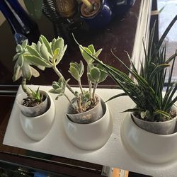 Hanging porcelain pots plants not included 3 pcs $10