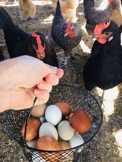 Farm Fresh Eggs