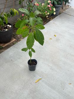 Hass Avocado Seedling Plant/ Tree