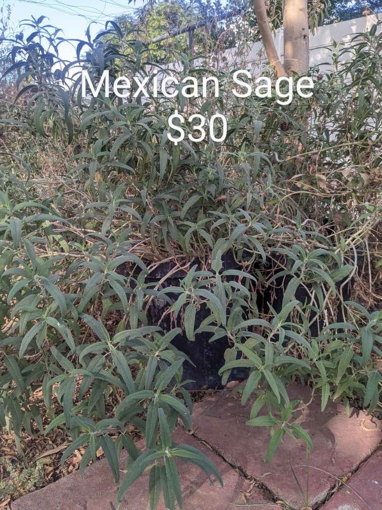 Cheaper Than Home Depot-Mexican Sage Purple