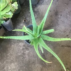 Aloe Vera Plants