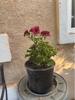 Geranio/ Crane’s Bill Flower