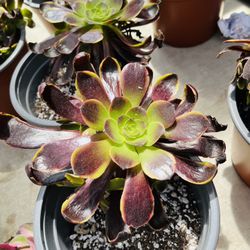Aeonium Big Bang Cluster Imported