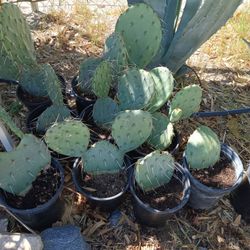 Cactus 