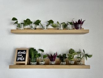 Water Propagation Houseplants For Sale