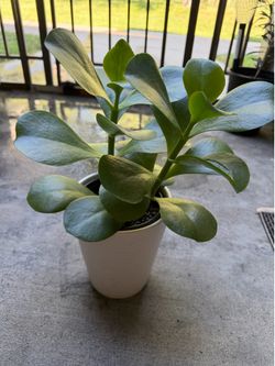 Healthy Succulent plant
