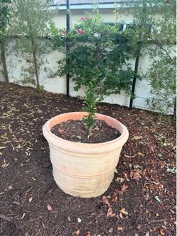 Kumquat tree with 32 gallon pot