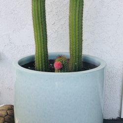 Potted Cactus