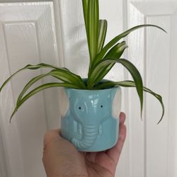 Beautiful Variegated Spider Plant With Pot