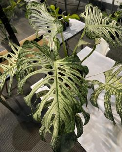 RARE Monstera Devil Monster