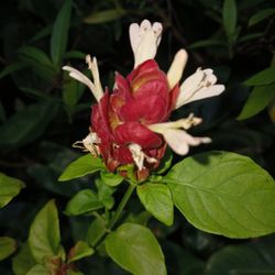 Shrimp Plants For Butterflies Hummingbird 