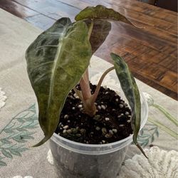 Aurea  Poly  Variegated 