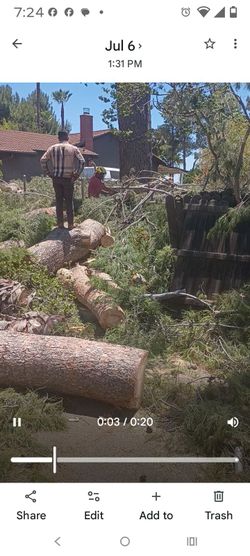 Pine wood for free